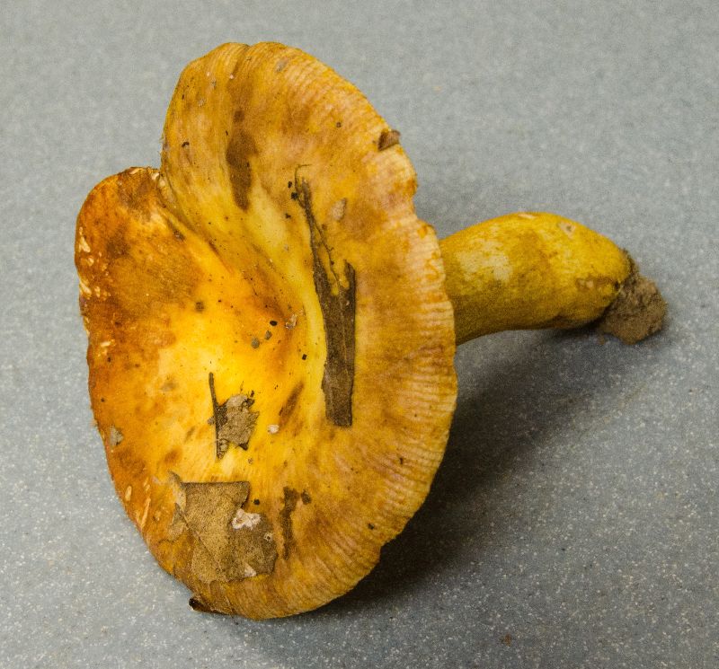 Russula fragrantissima image