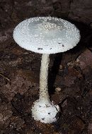 Amanita abrupta image