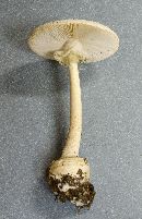 Amanita abrupta image