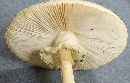 Amanita abrupta image