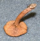 Lactarius fragilis image