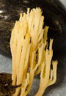 Image of Clavaria coronata