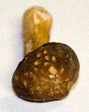 Image of Boletus affinis