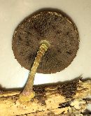 Pholiota polychroa image