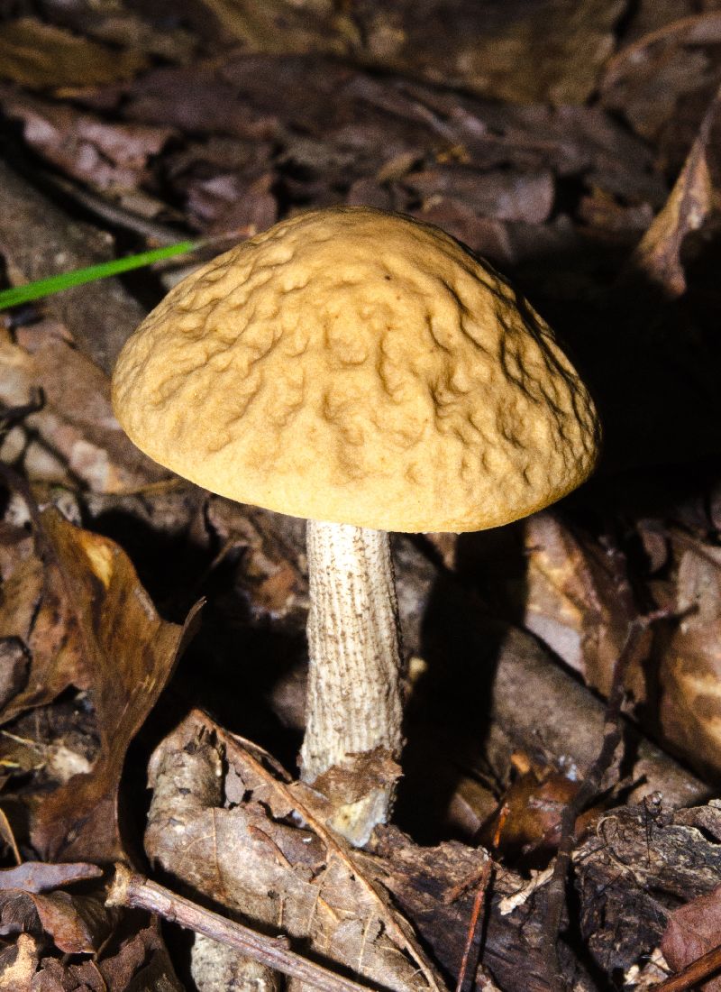 Leccinum image