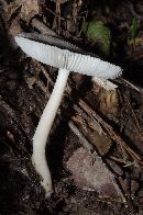 Amanita farinosa image