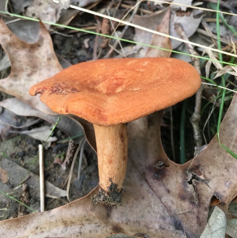 Lactarius peckii image