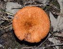 Lactarius peckii image