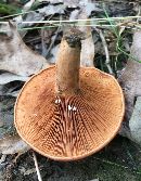 Lactarius peckii image