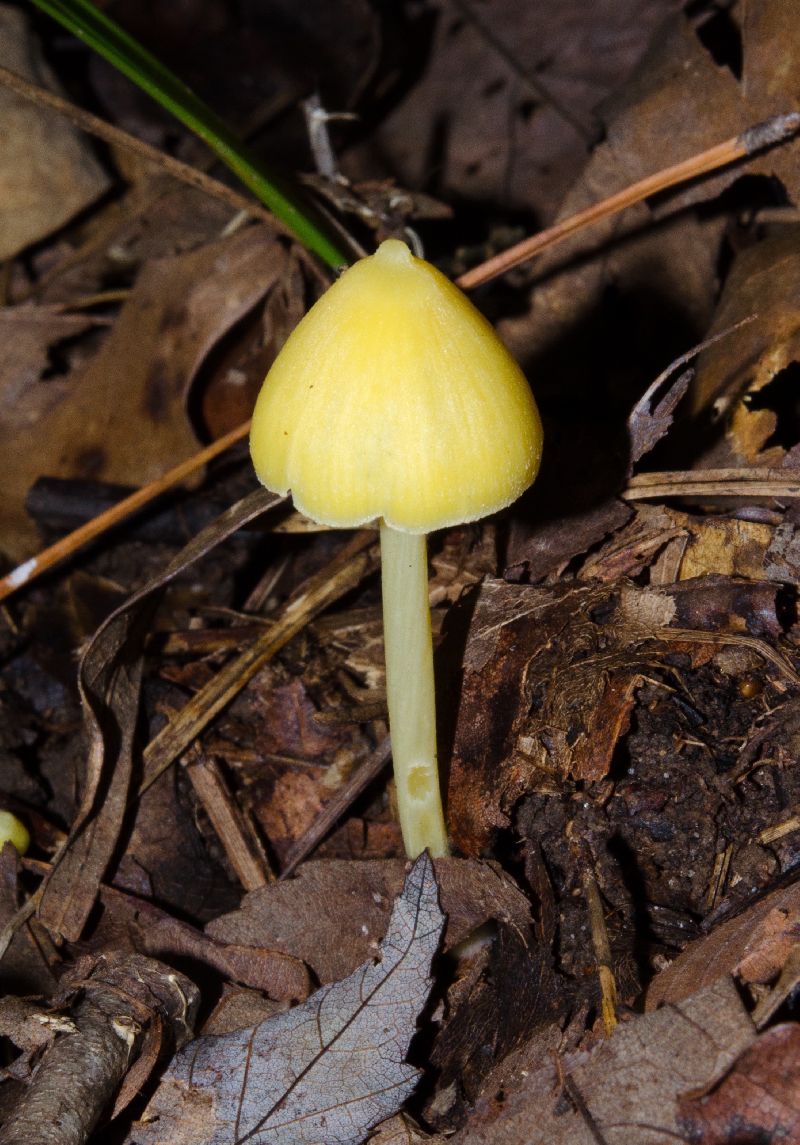 Entoloma murrayi image