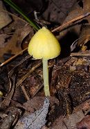 Image of Entoloma murrayi