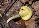 Entoloma murrayi image