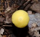 Entoloma murrayi image