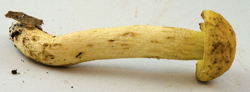 Leccinum rugosiceps image