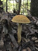 Leccinum rugosiceps image