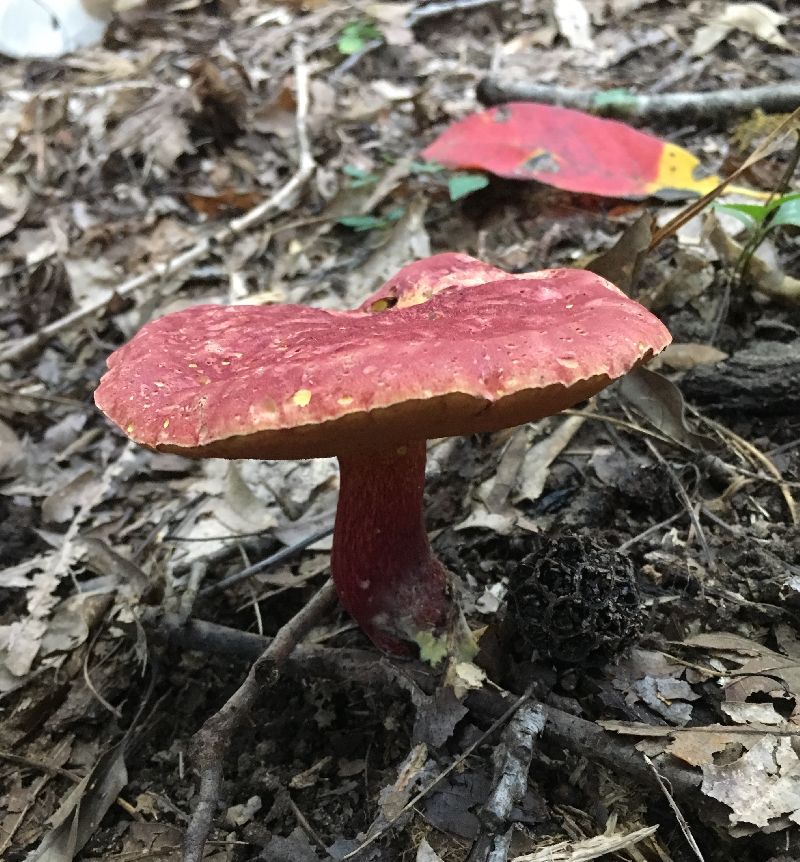 Boletus bicolor var. subreticulatus image