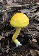 Pulveroboletus curtisii image