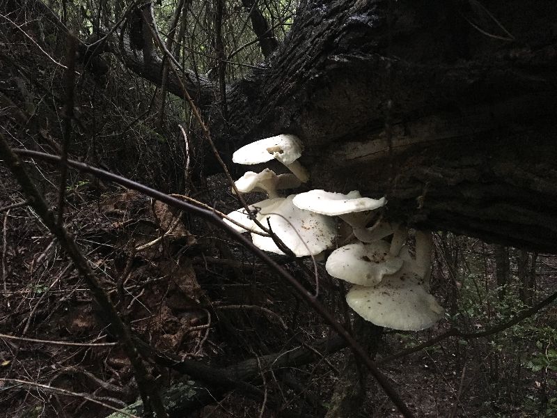 Lentinus levis image