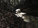 Image of Pleurotus levis