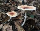 Leucoagaricus rubrotinctus image