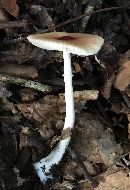 Leucoagaricus rubrotinctus image