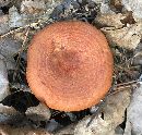 Lactarius peckii image