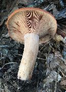 Lactarius peckii image