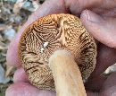 Lactarius peckii image