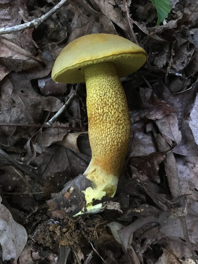 Retiboletus ornatipes image