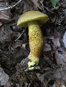 Retiboletus ornatipes image