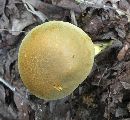 Retiboletus ornatipes image