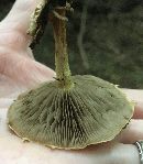 Pholiota polychroa image