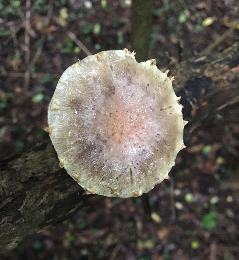 Pholiota image