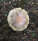 Pholiota polychroa image