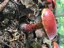 Butyriboletus frostii image