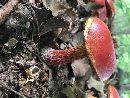 Butyriboletus frostii image