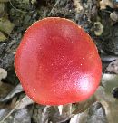 Butyriboletus frostii image