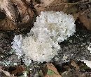 Tremella fuciformis image