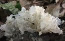 Tremella fuciformis image