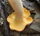 Cantharellus lateritius image