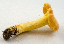 Cantharellus lateritius image