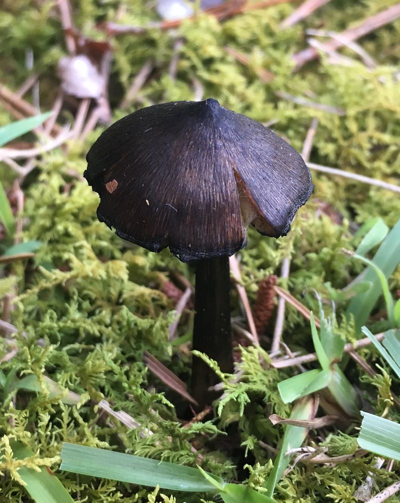 Hygrophoraceae image