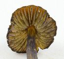 Hygrocybe conica image