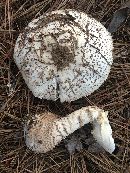 Amanita atkinsoniana image