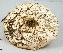 Amanita atkinsoniana image