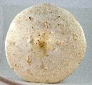 Chlorophyllum molybdites image