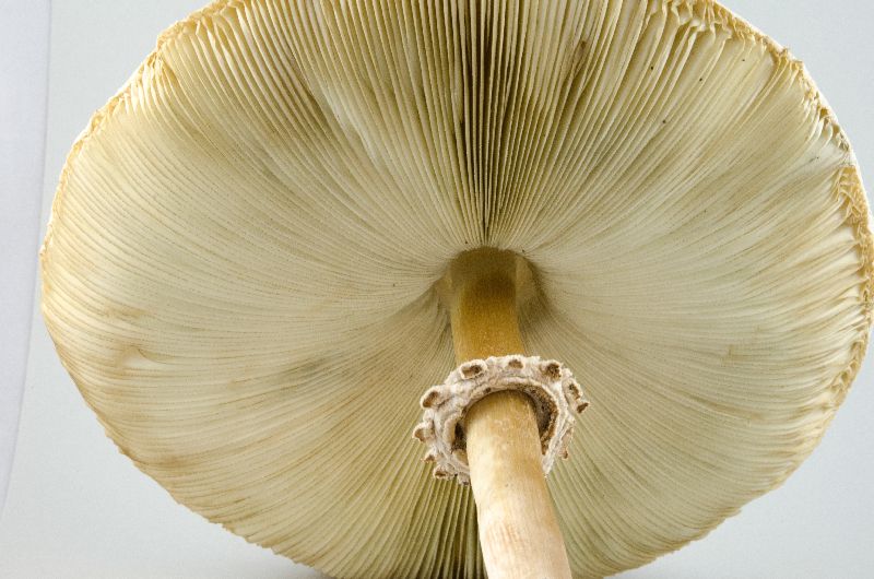 Chlorophyllum molybdites image