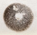 Strobilomyces strobilaceus image