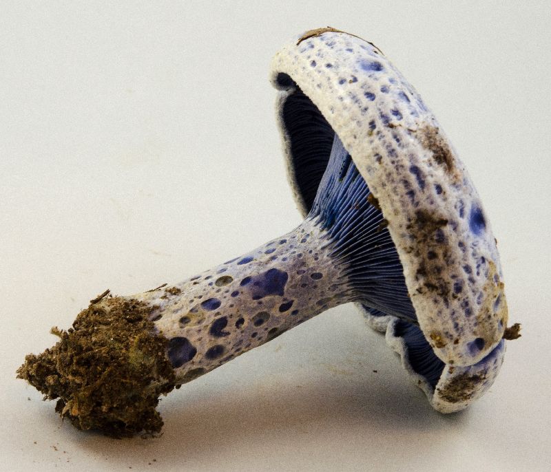 Lactarius indigo image