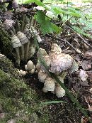 Coprinopsis variegata image